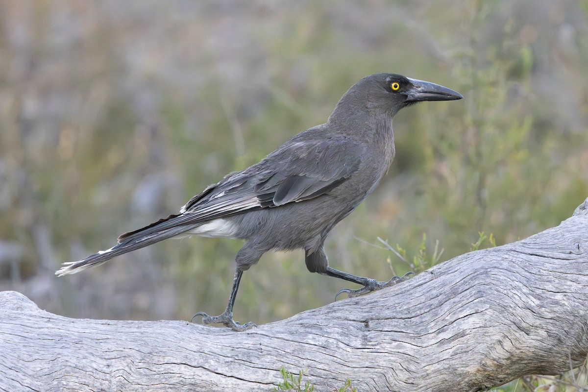 Gray Currawong - ML646280618