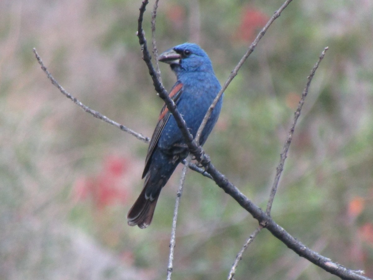 Blue Grosbeak - ML646280619