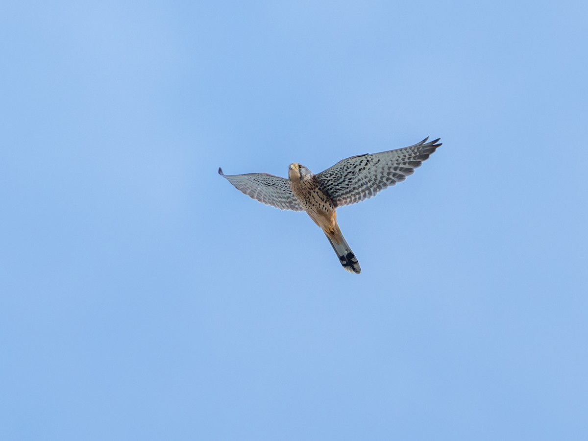 Eurasian Kestrel - ML646280620