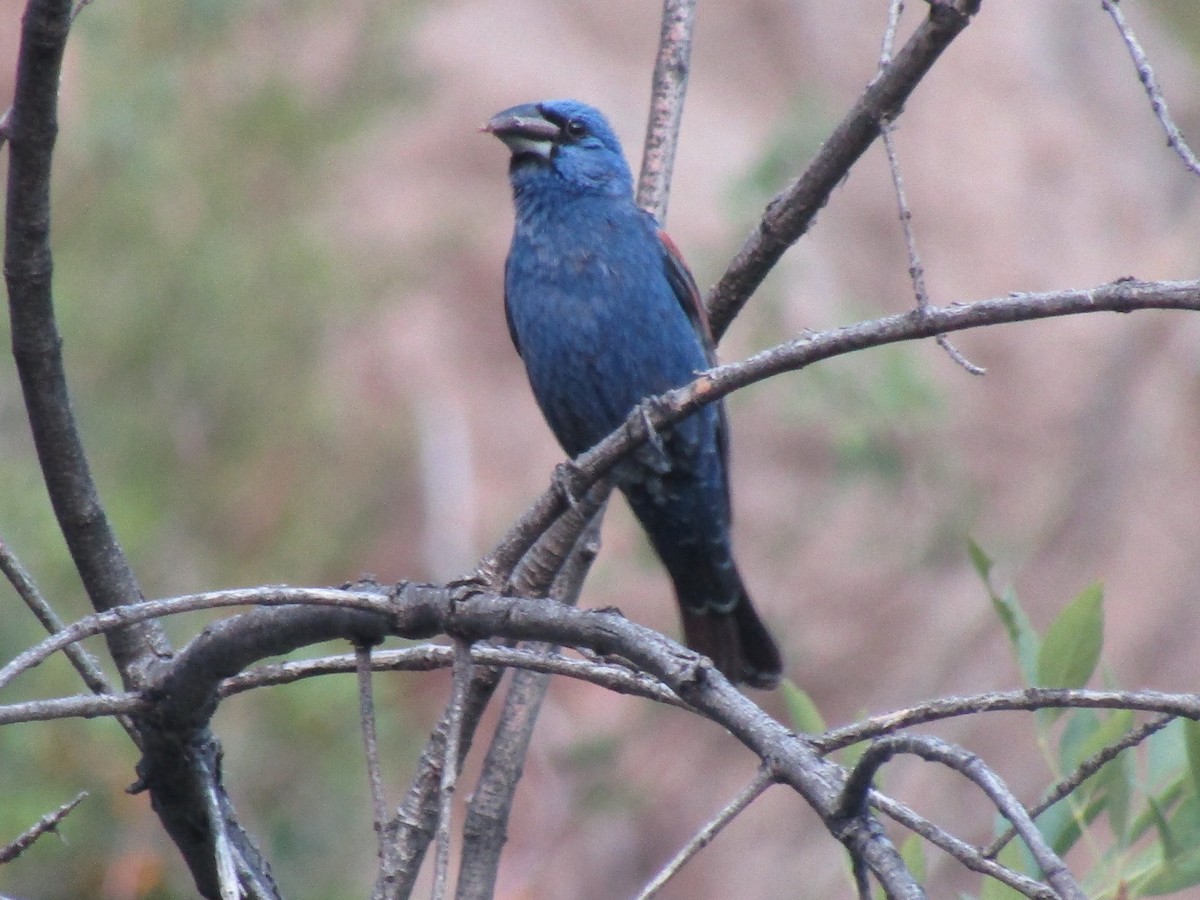 Blue Grosbeak - ML646280621