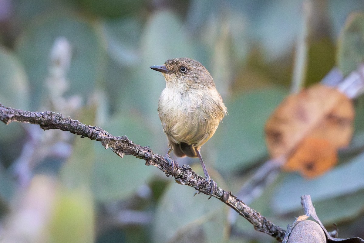 Western Thornbill - ML646280622