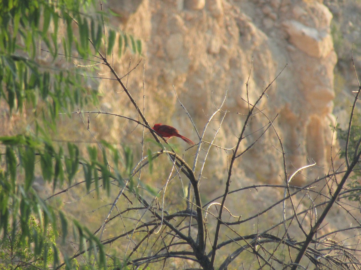 Northern Cardinal - ML646280623