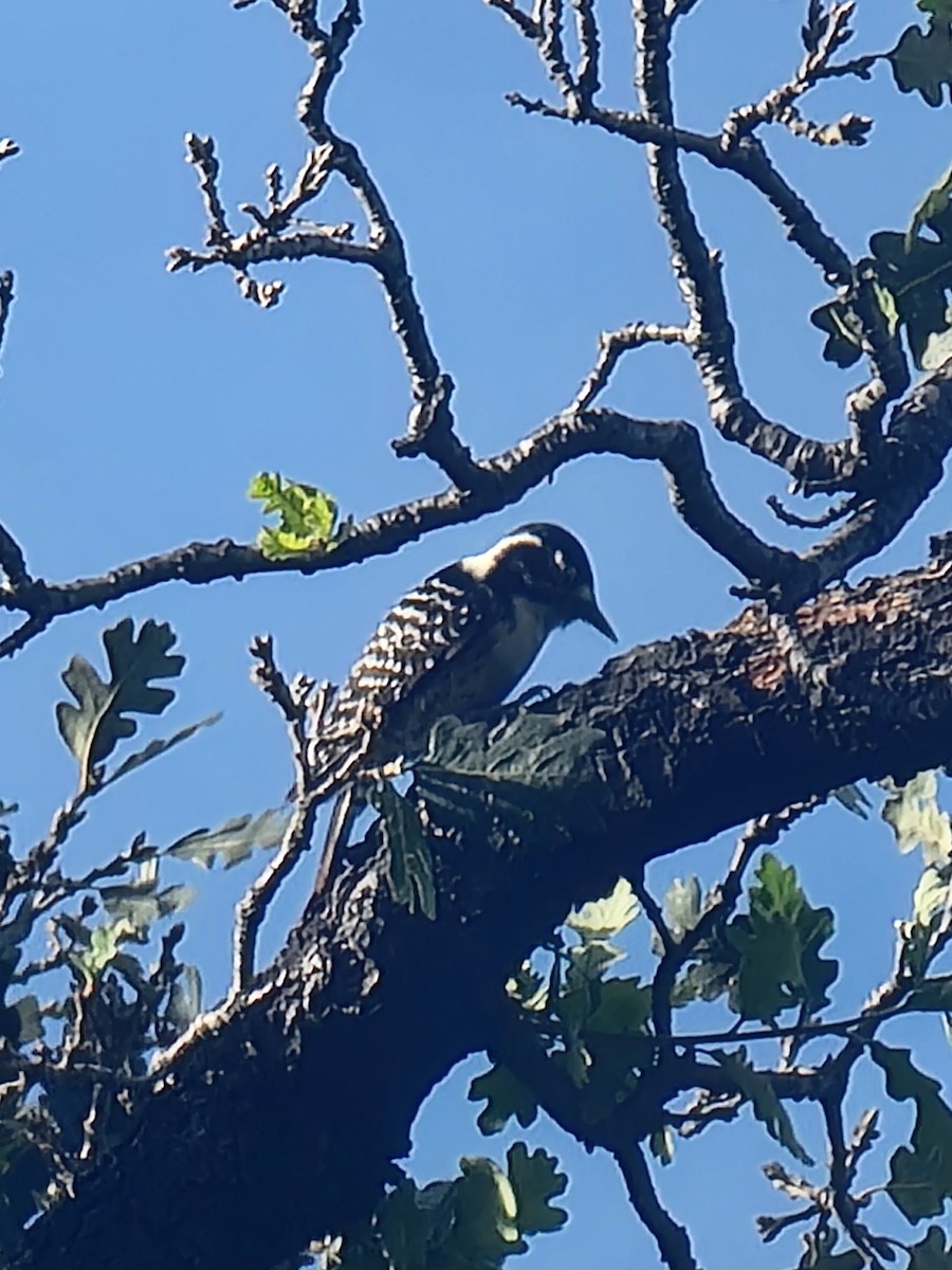 Nuttall's Woodpecker - ML646280624