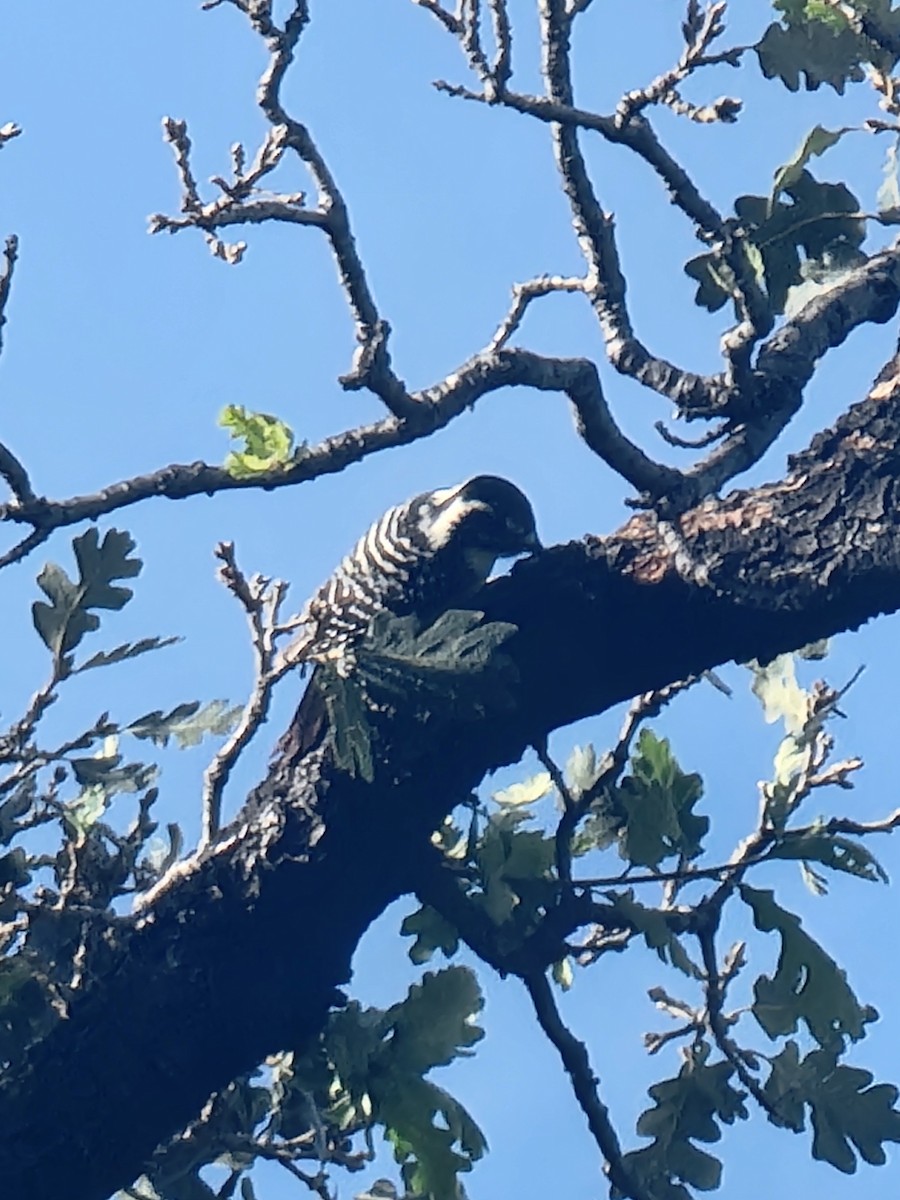 Nuttall's Woodpecker - ML646280625