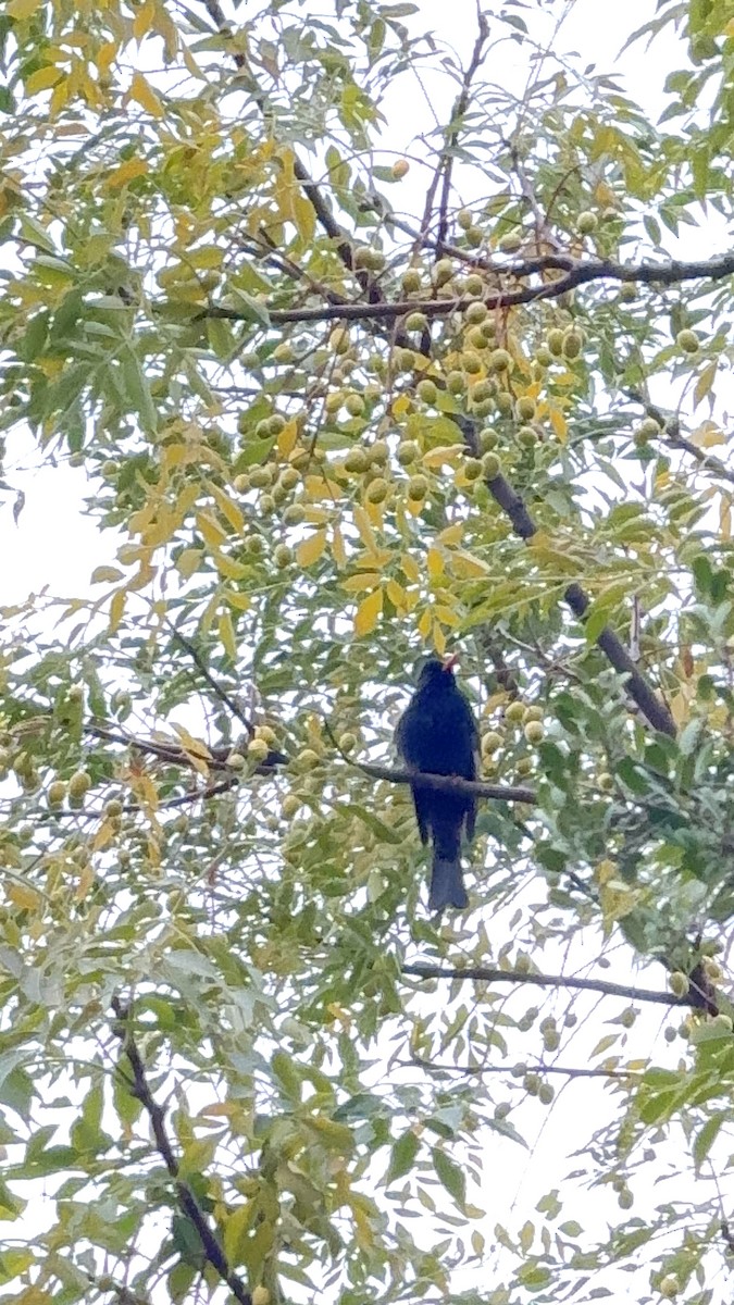 Black Bulbul - ML646280626