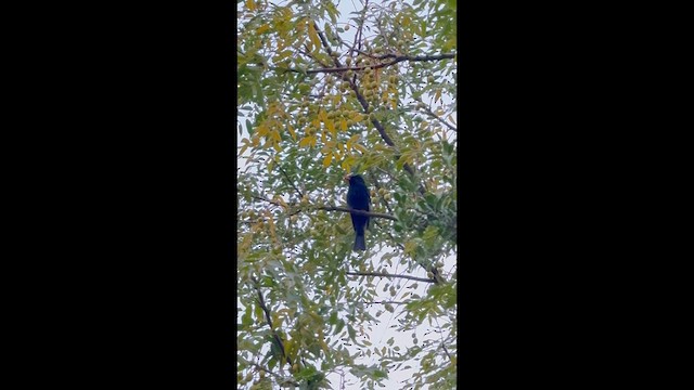 Black Bulbul - ML646280627