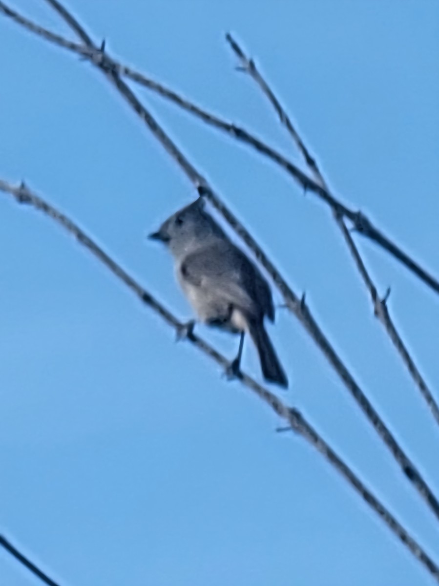 Oak Titmouse - ML646280632
