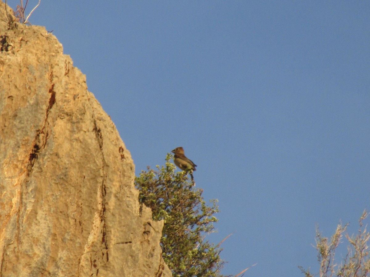 Guiraca bleu - ML646280639
