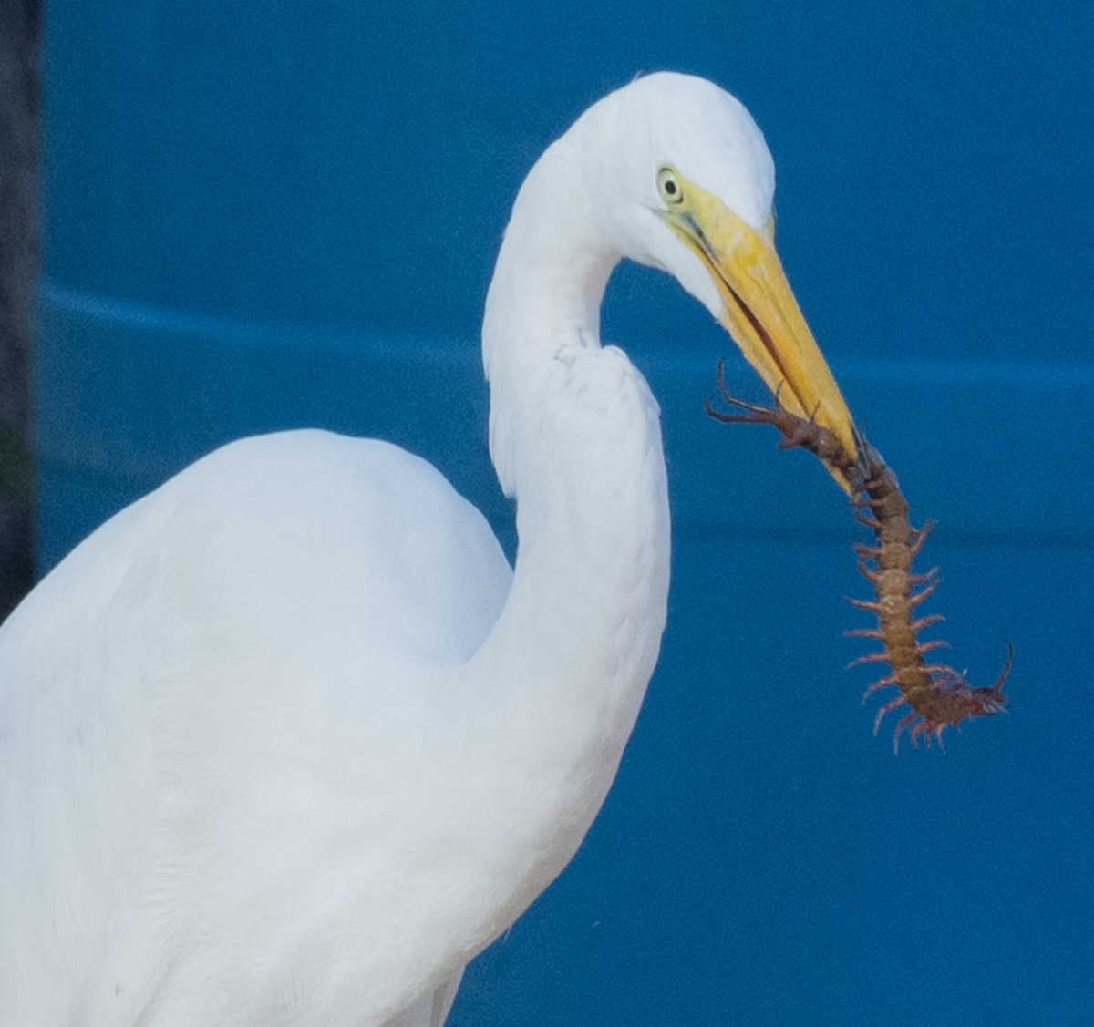 Great Egret - ML646280640