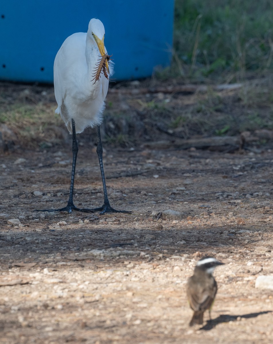 Great Egret - ML646280641