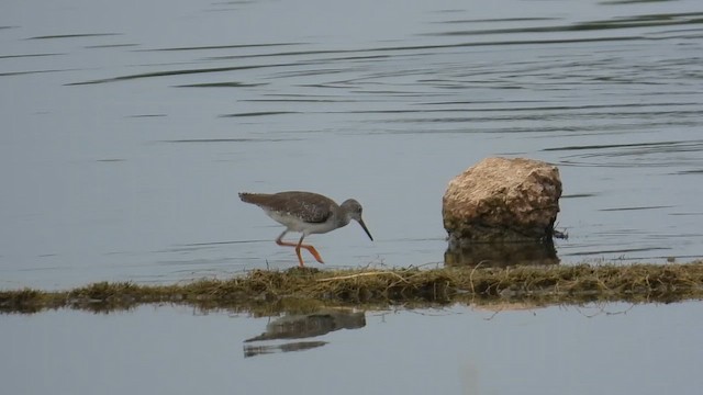 Коловодник звичайний - ML646280642