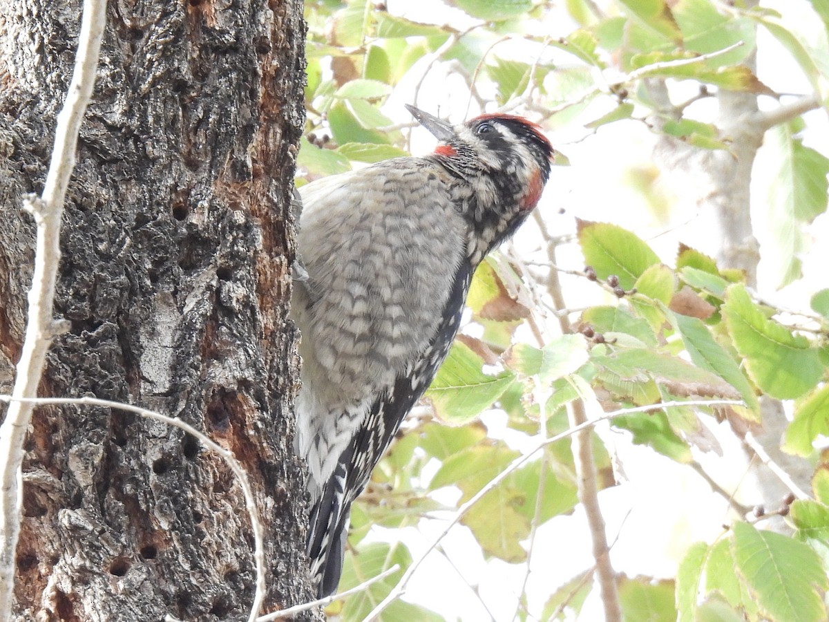 Rotnacken-Saftlecker - ML646280644