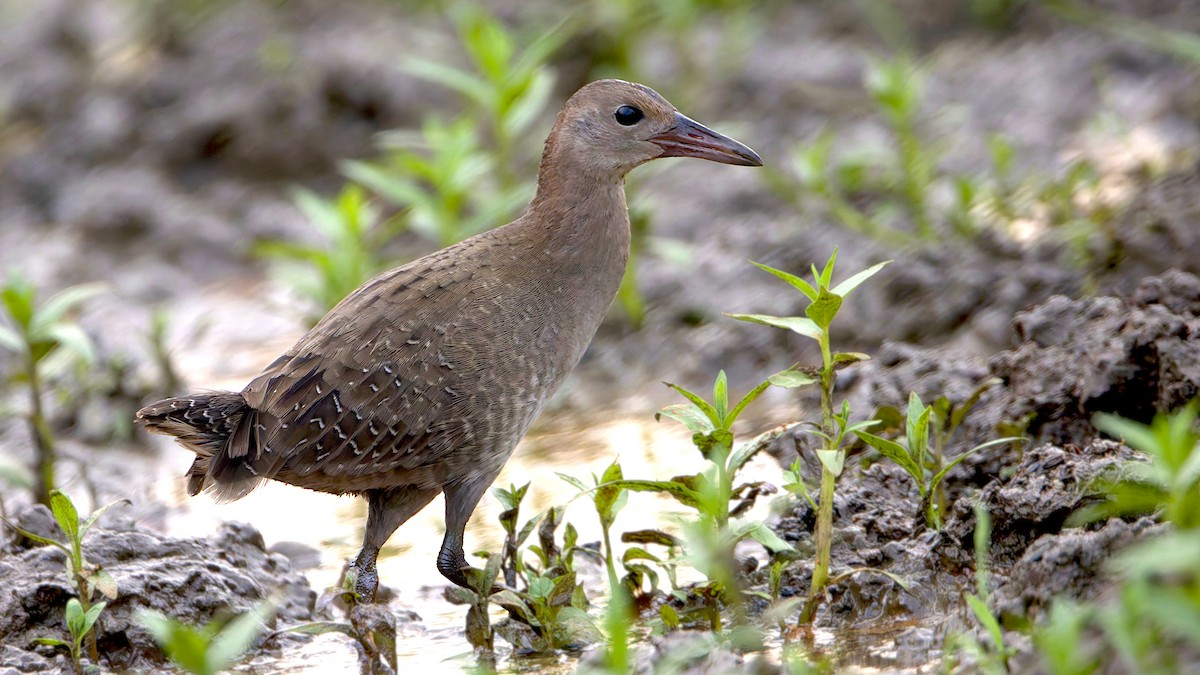 Slaty-breasted Rail - ML646280645