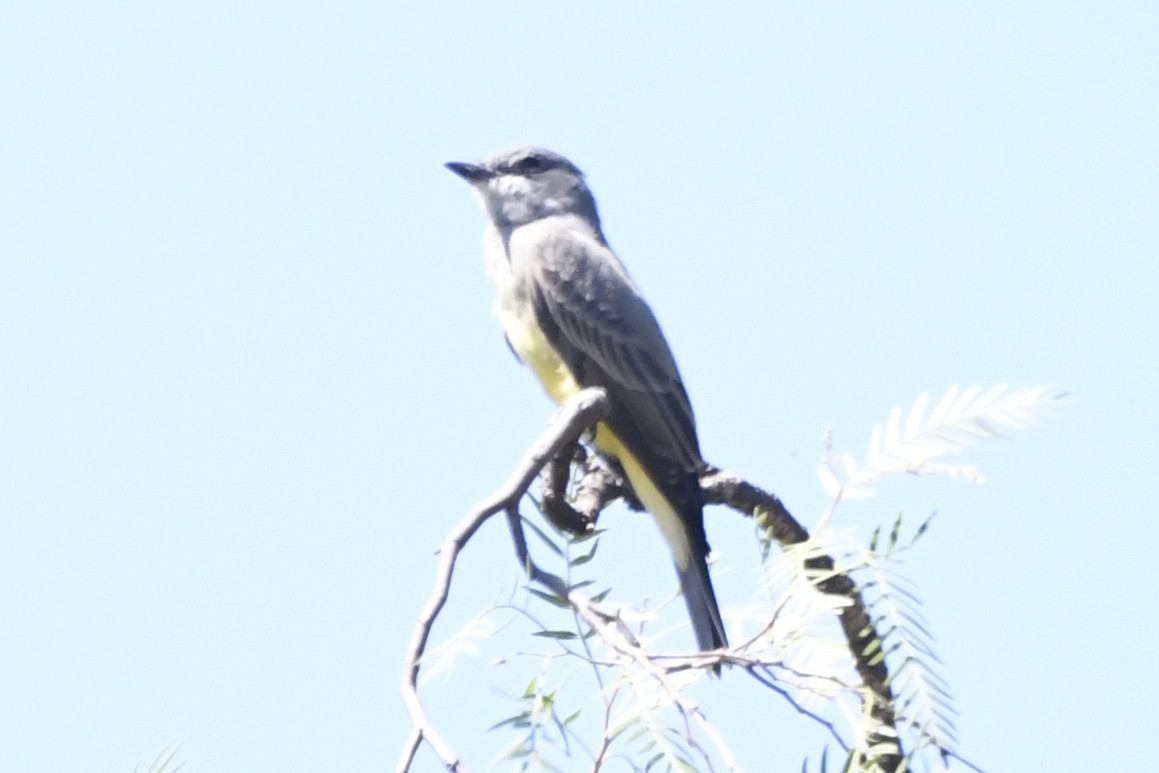 ハシボソタイランチョウ - ML646280647