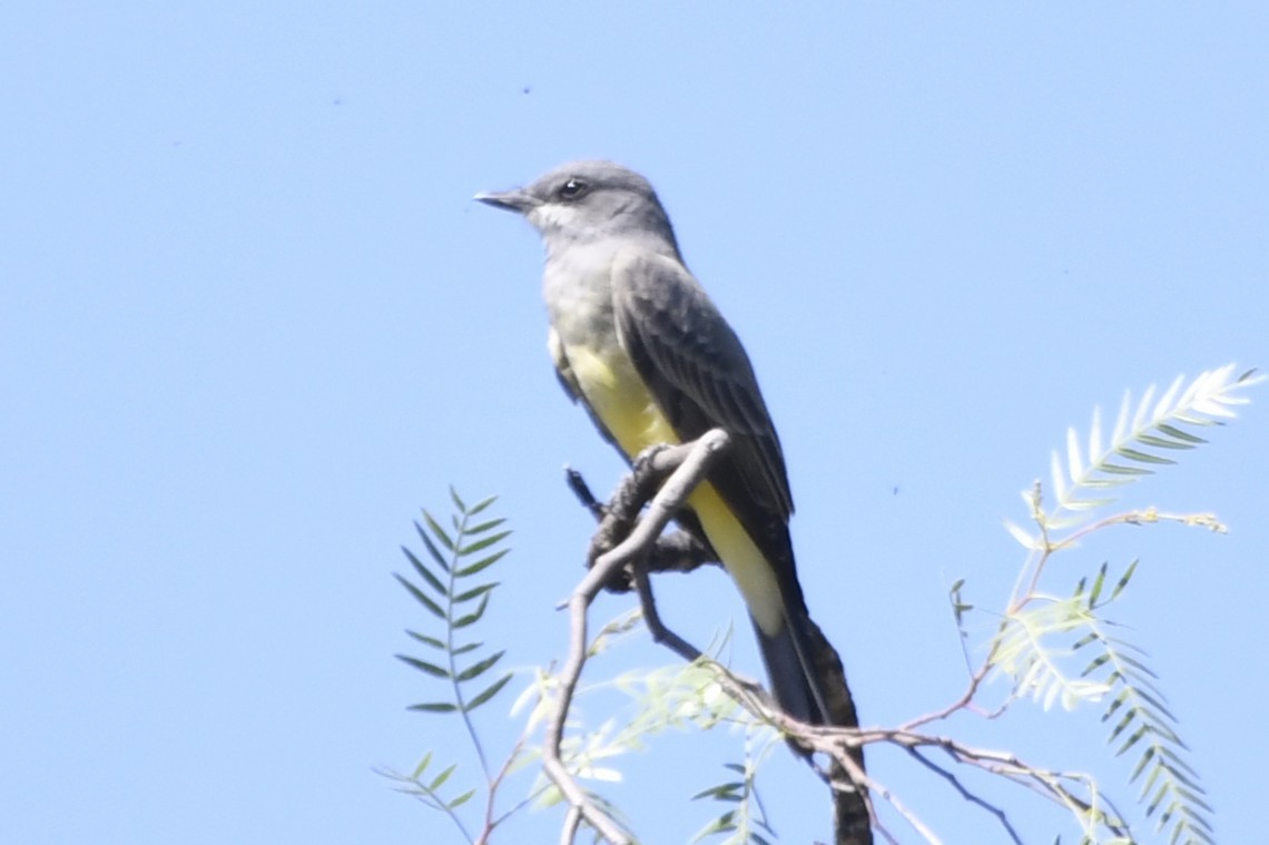 ハシボソタイランチョウ - ML646280648