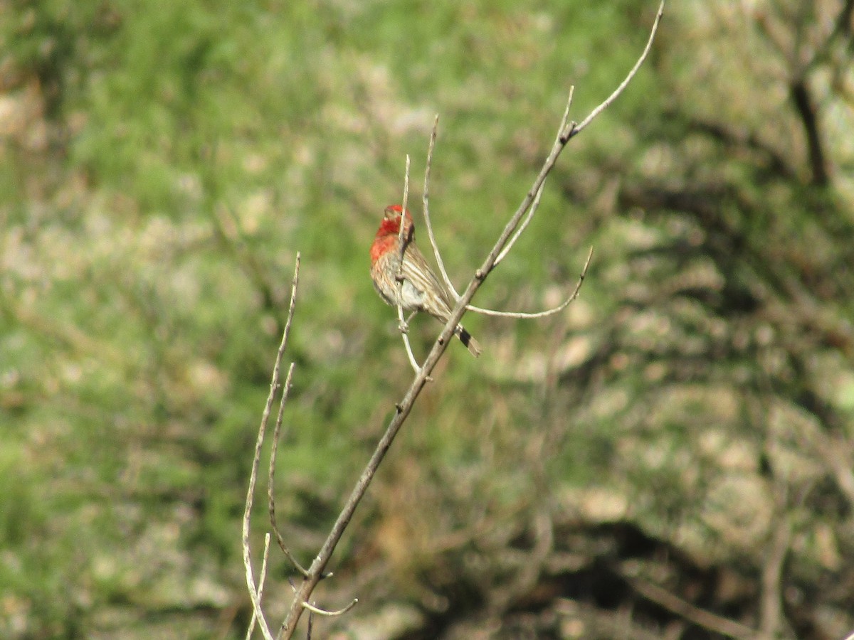 Roselin familier - ML646280649