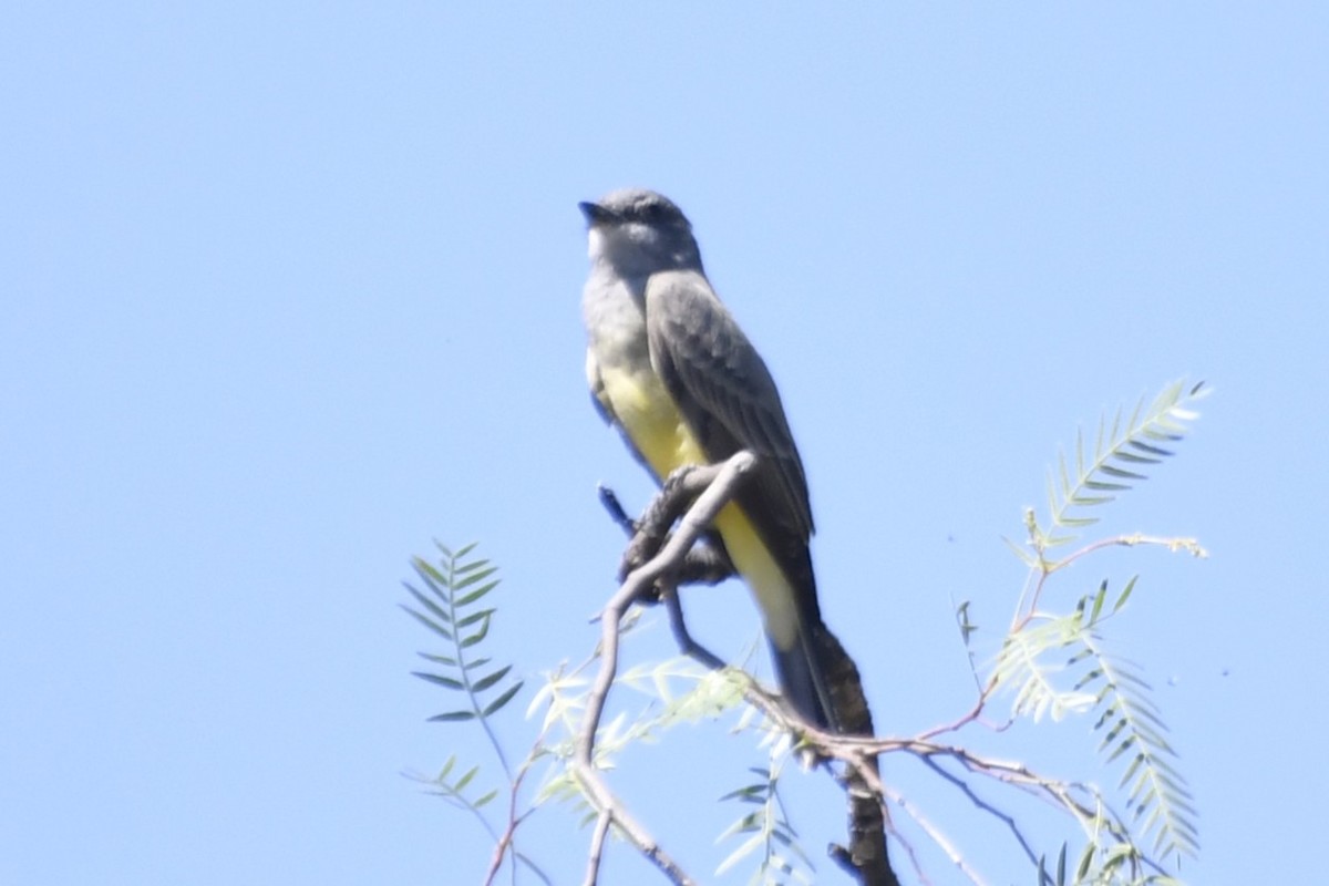 ハシボソタイランチョウ - ML646280654