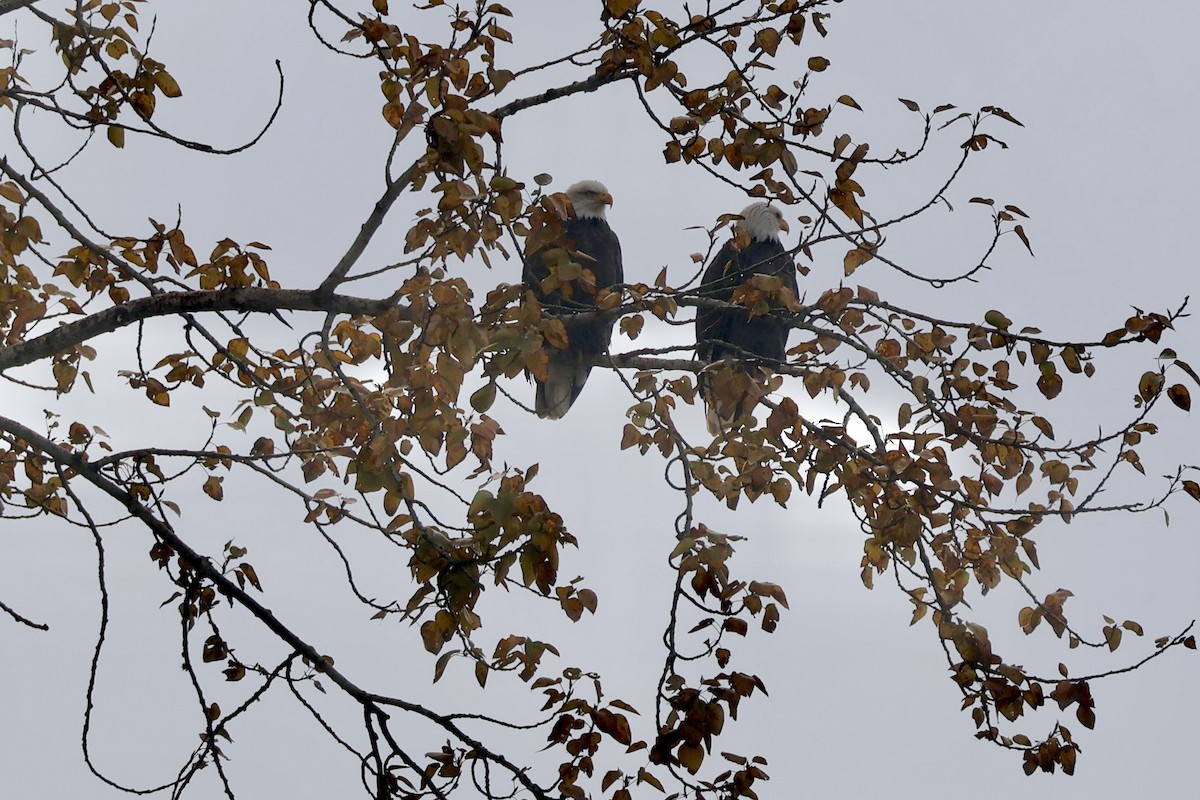 Pygargue à tête blanche - ML646280658