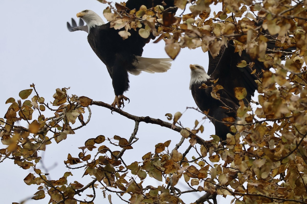 Pygargue à tête blanche - ML646280669
