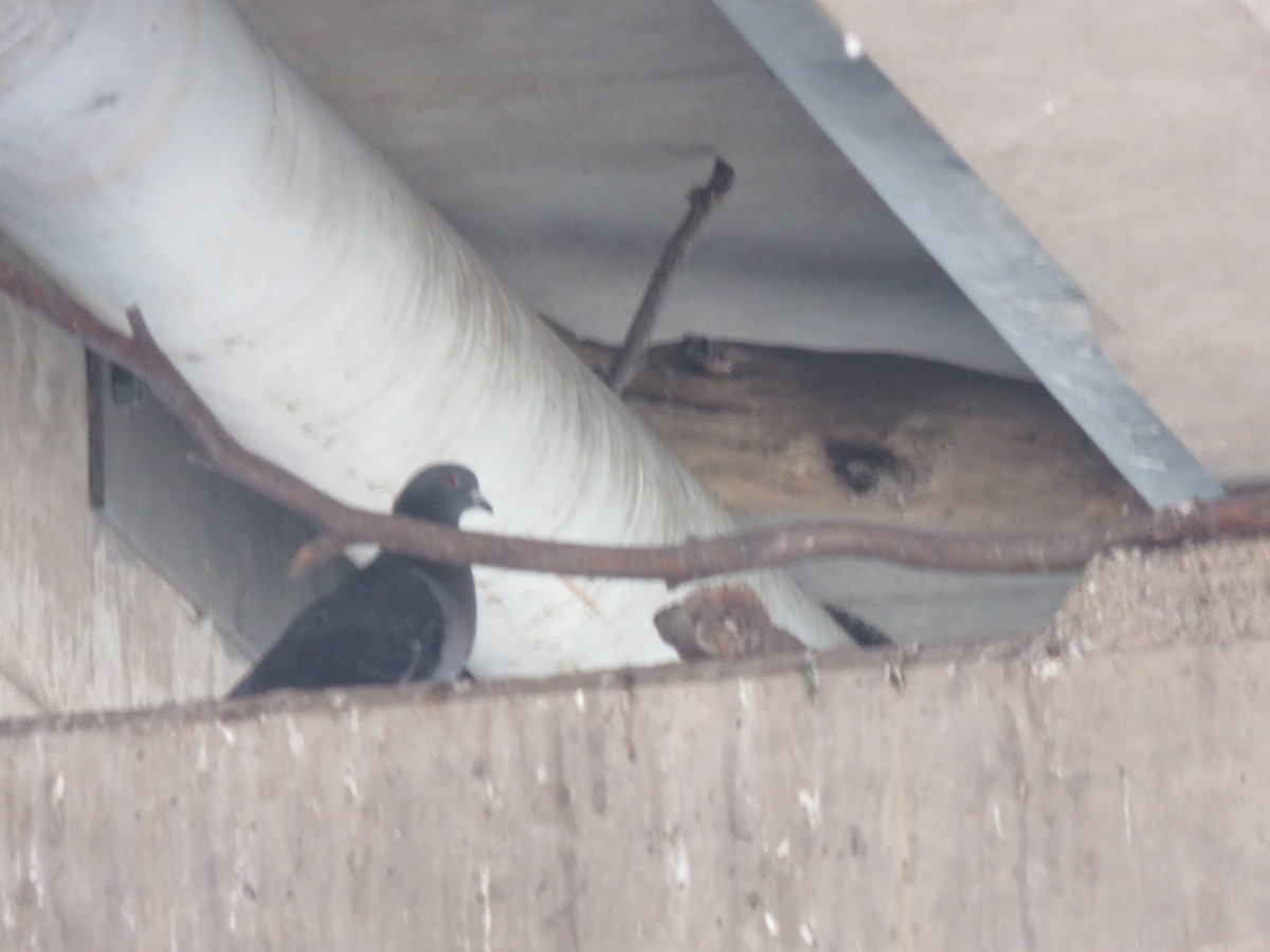 Pigeon biset (forme domestique) - ML646280672