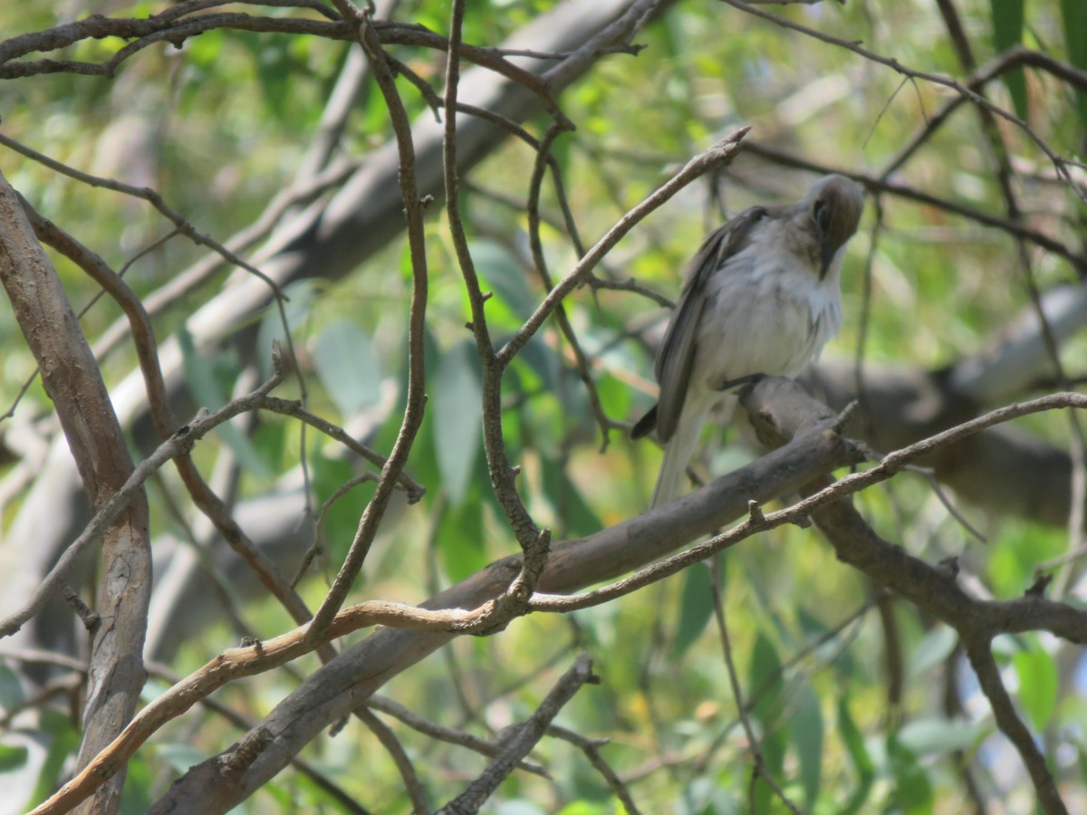 Little Friarbird - ML646280675