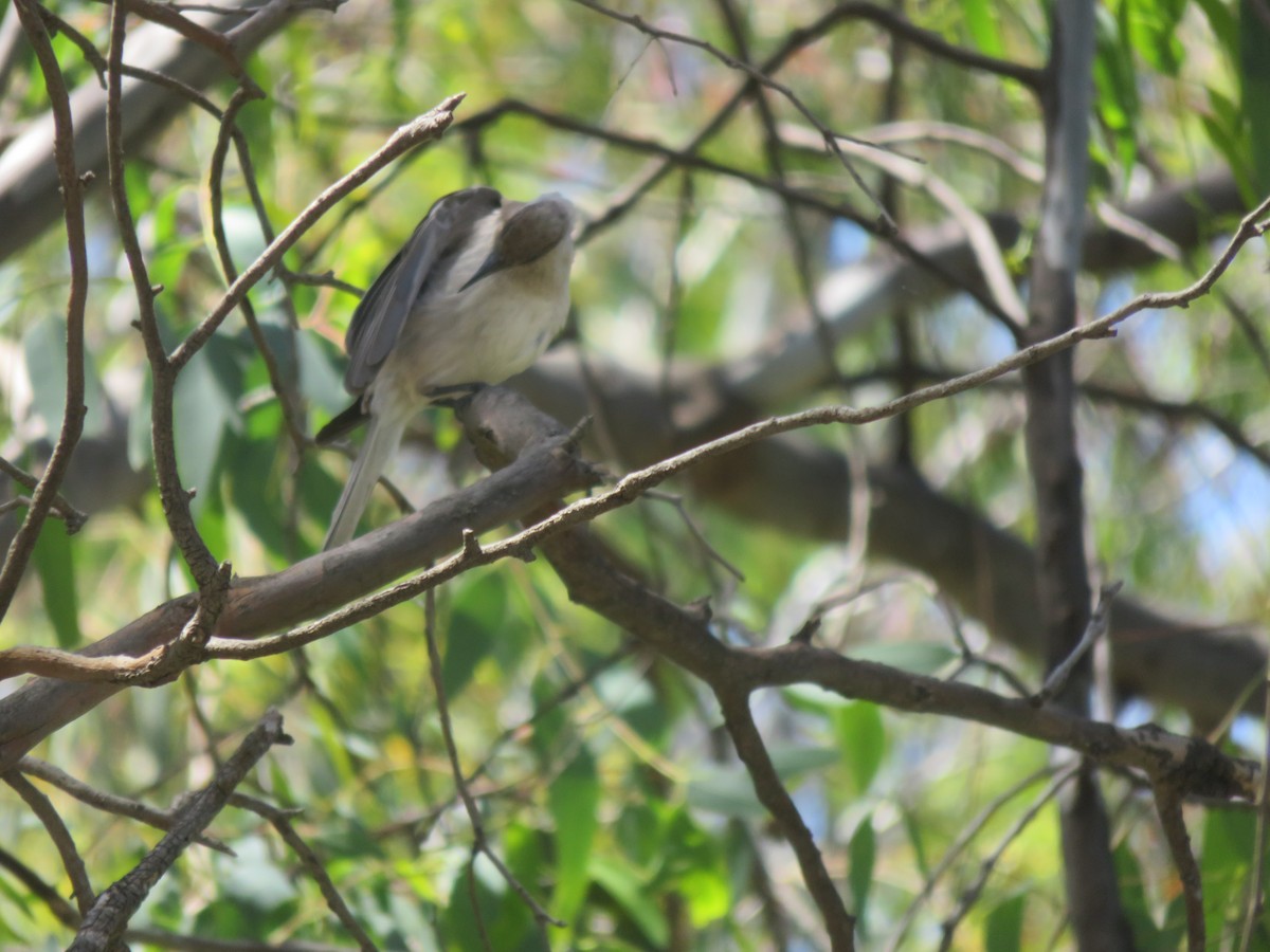 Polochion à menton jaune - ML646280676