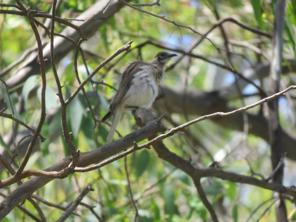 Little Friarbird - ML646280677