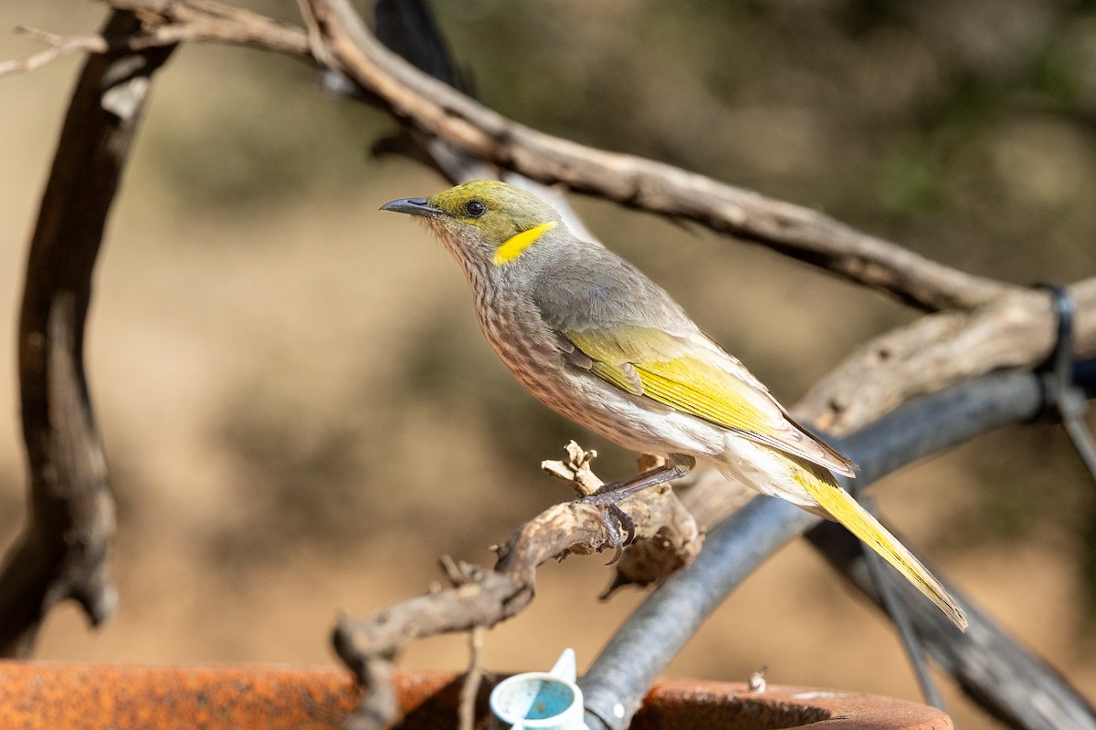 Yellow-plumed Honeyeater - ML646280682