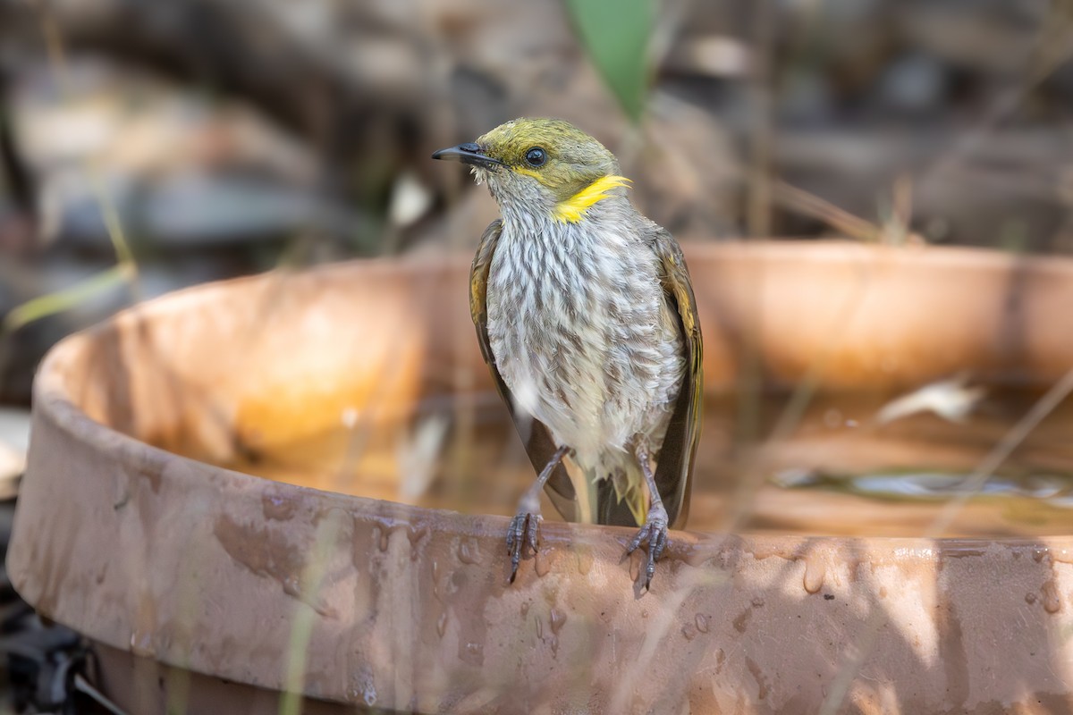 Méliphage orné - ML646280684