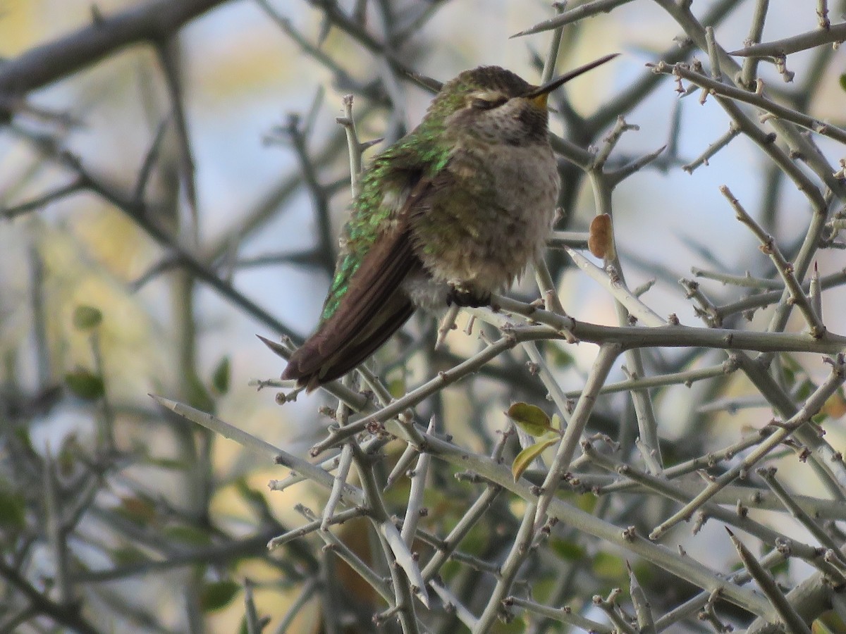 Anna's Hummingbird - ML646280685