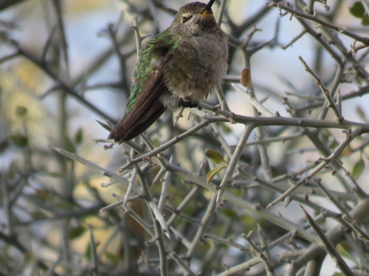 Anna's Hummingbird - ML646280686