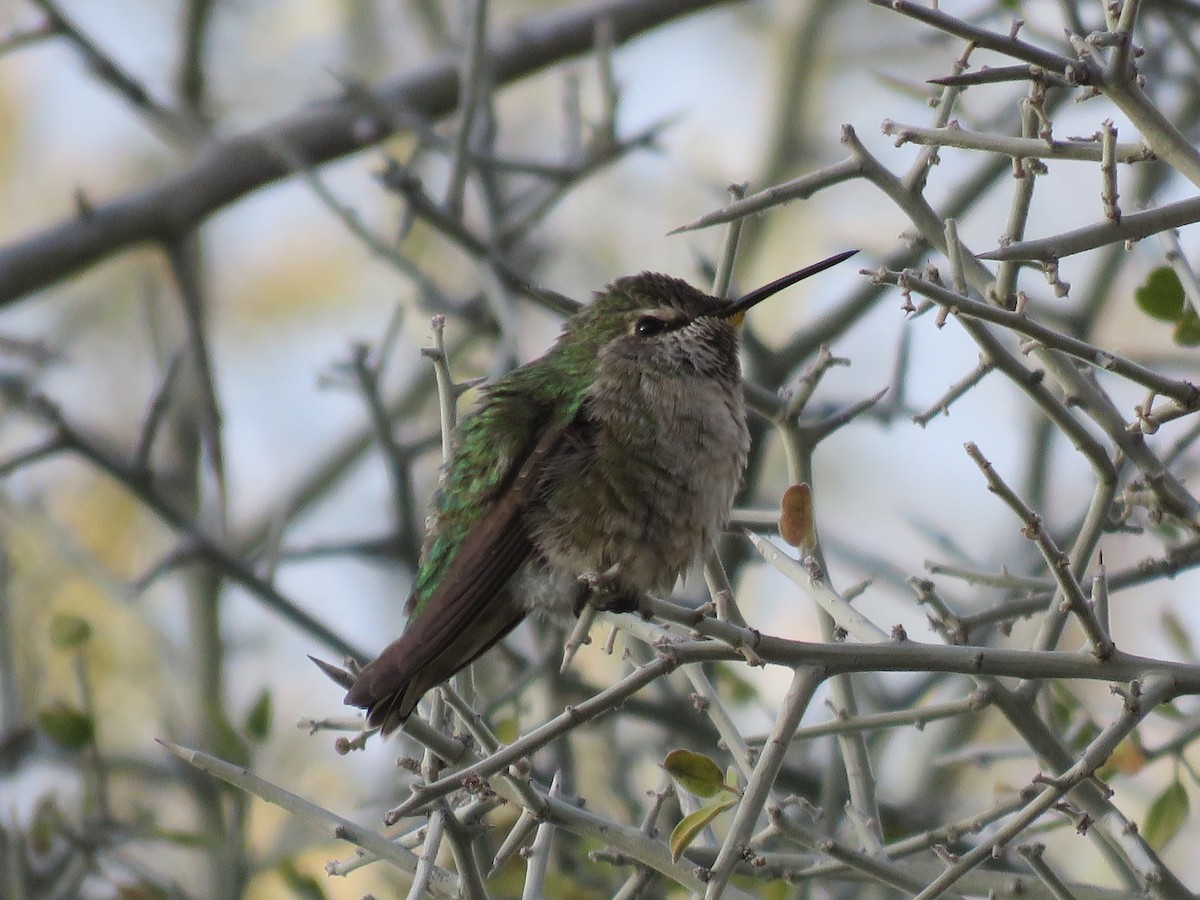 Anna's Hummingbird - ML646280687