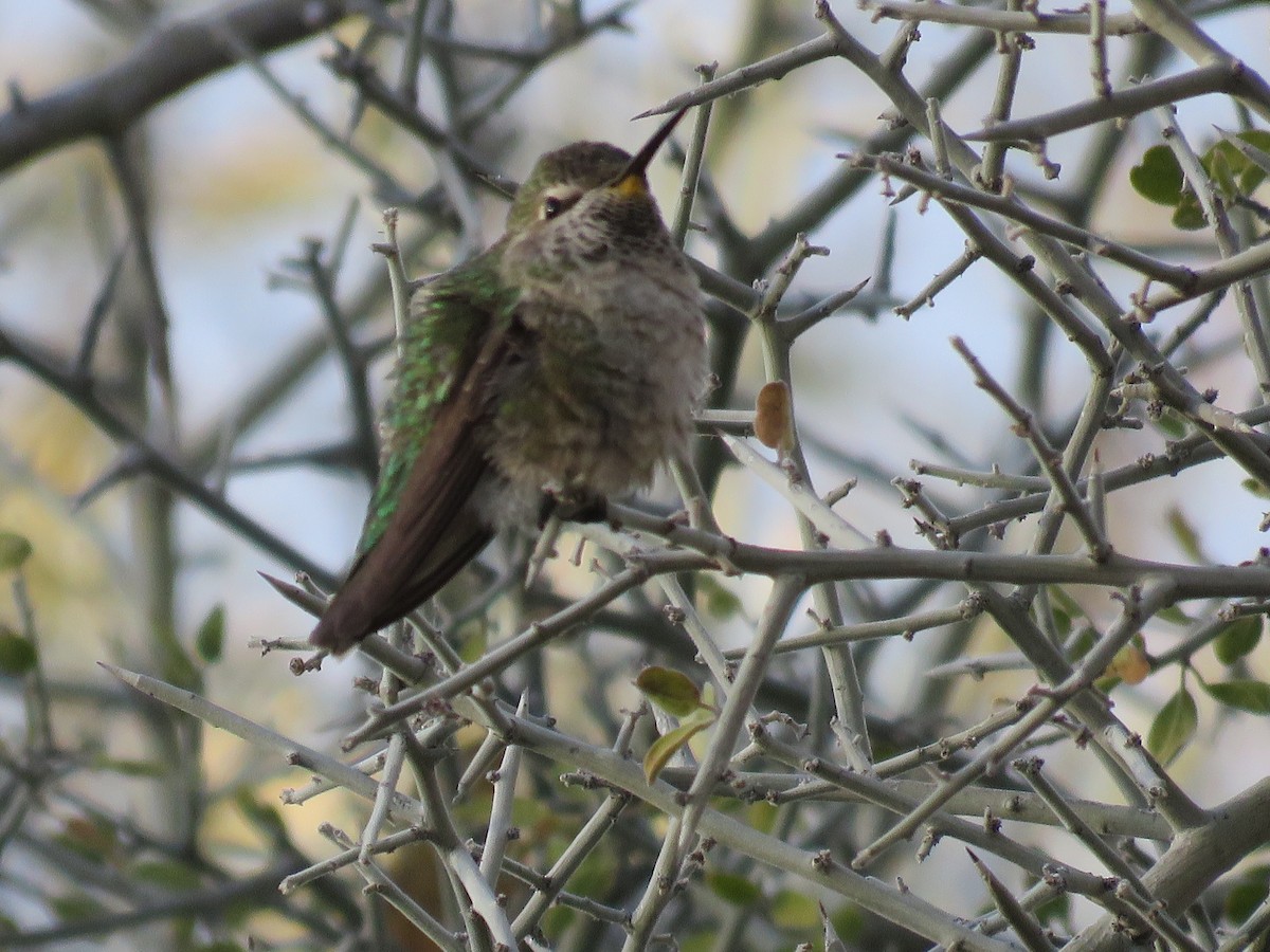 Anna's Hummingbird - ML646280688