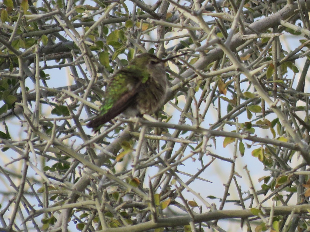 Anna's Hummingbird - ML646280689