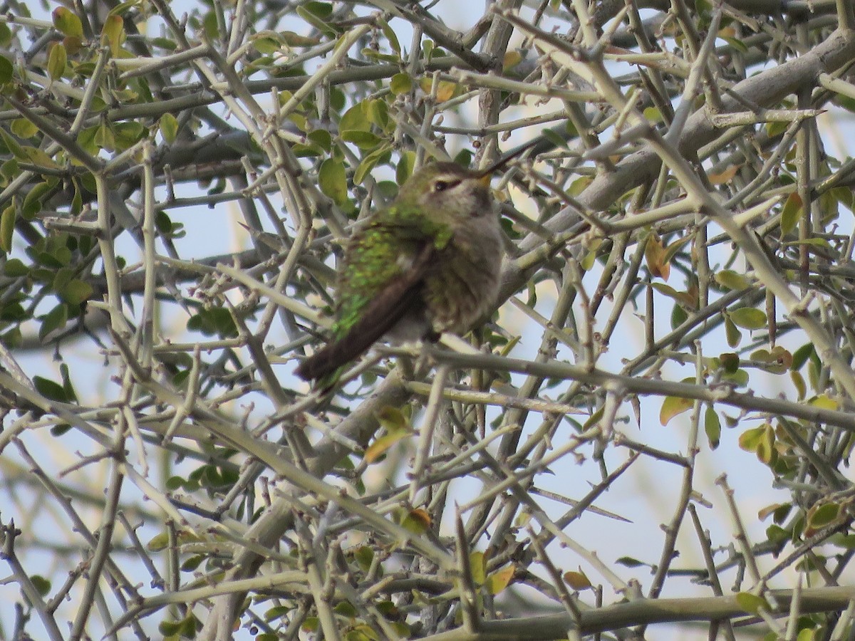 Anna's Hummingbird - ML646280690
