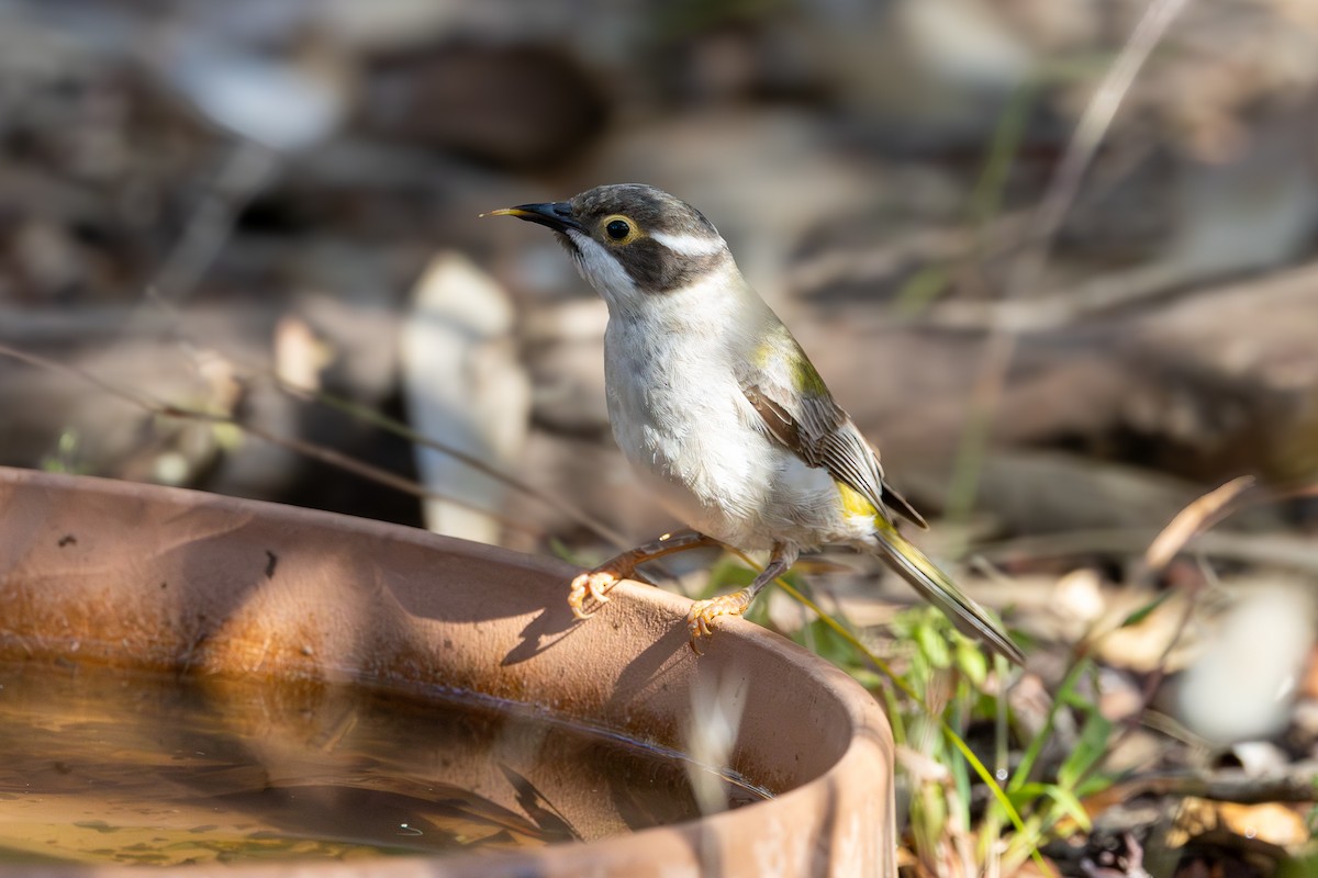 Méliphage à tête brune - ML646280691