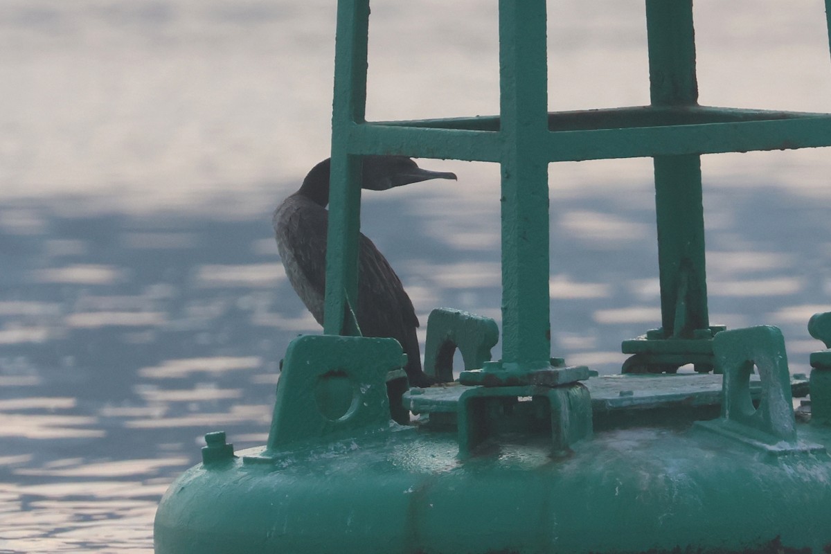 Socotra Cormorant - ML646280692