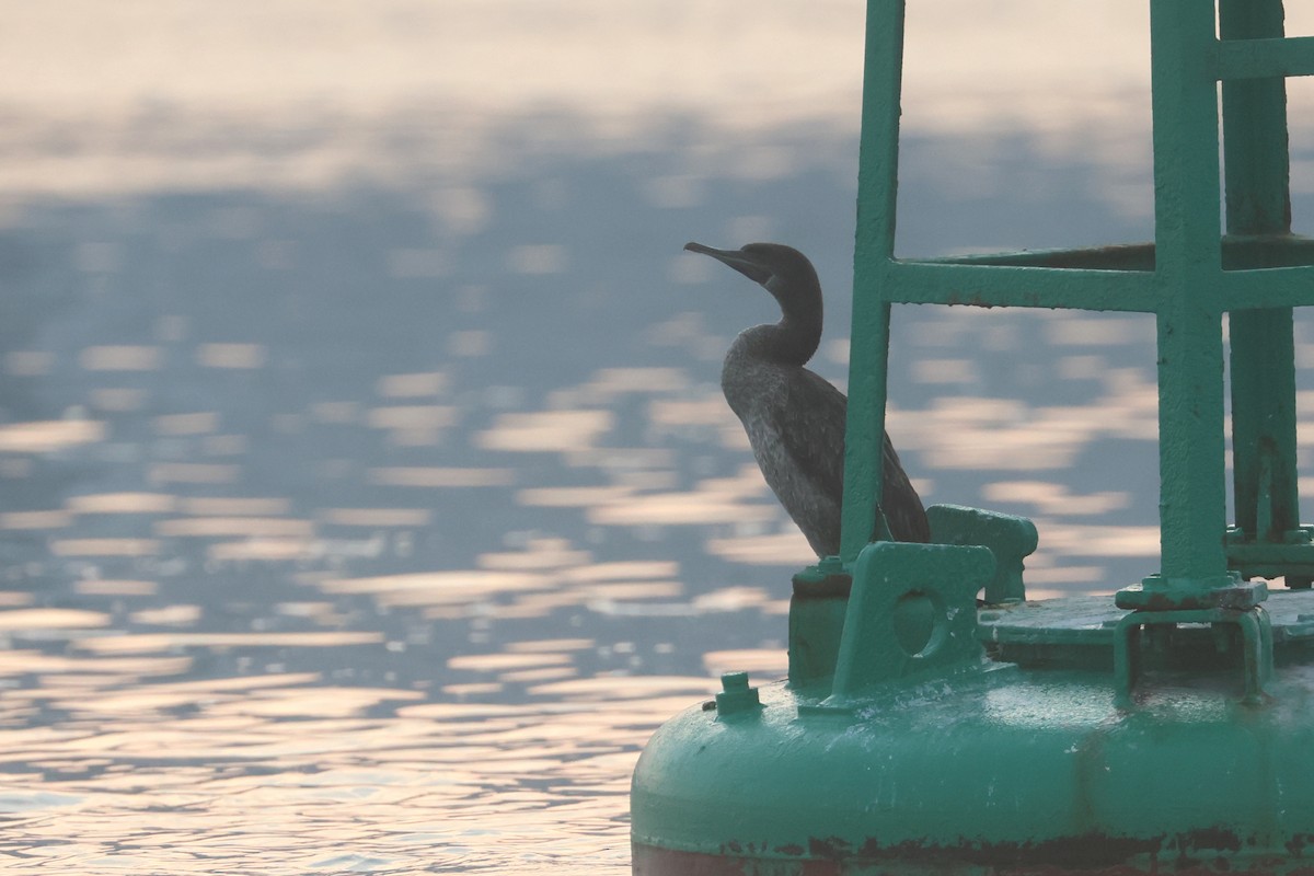 Socotra Cormorant - ML646280694