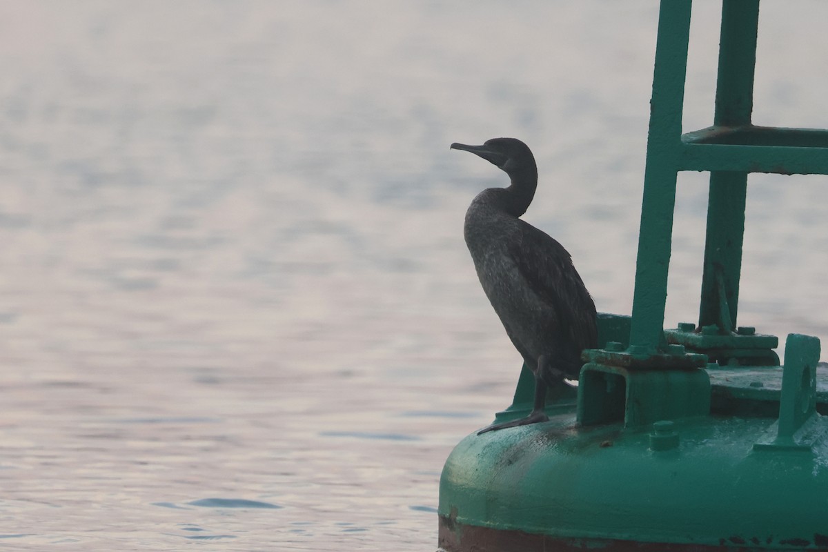 Socotra Cormorant - ML646280695