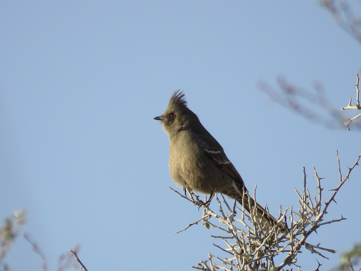 Phénopèple luisant - ML646280696