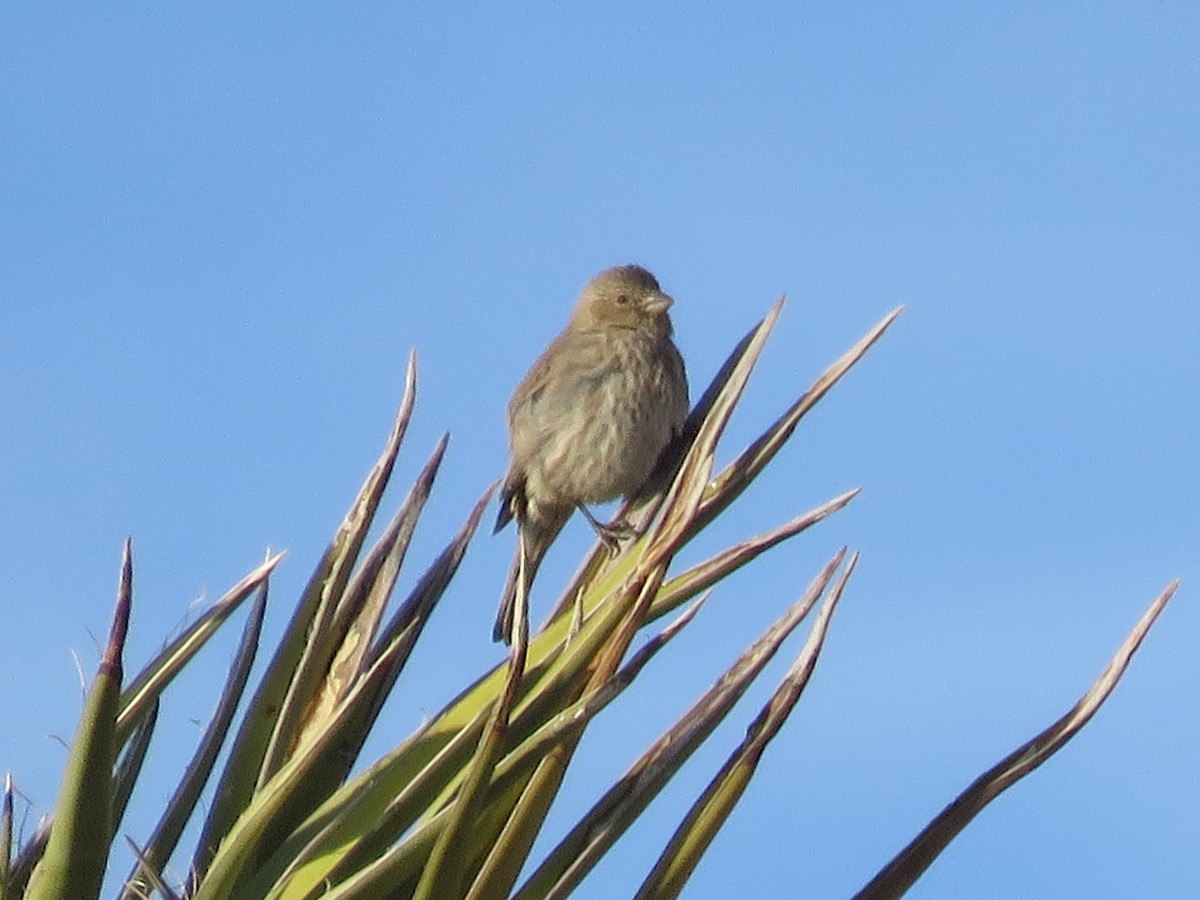 Roselin familier - ML646280697