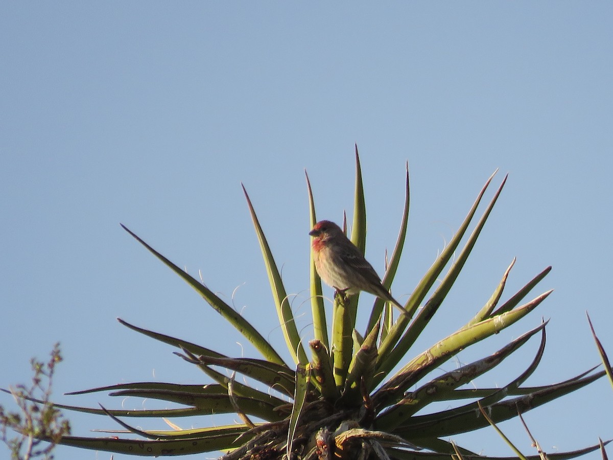 Roselin familier - ML646280698