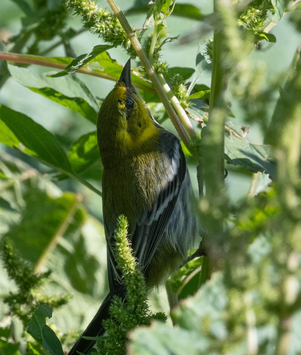 Paruline à gorge noire - ML646280699