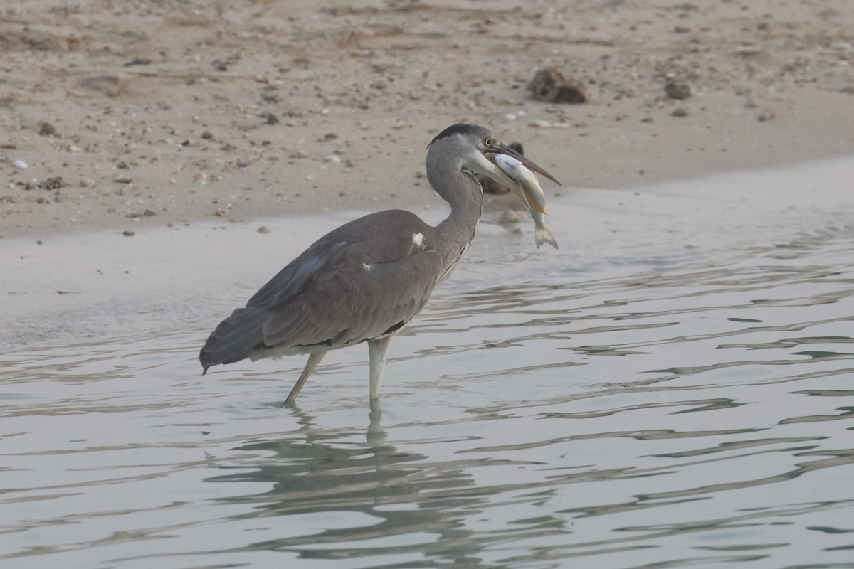 Héron cendré - ML646280704