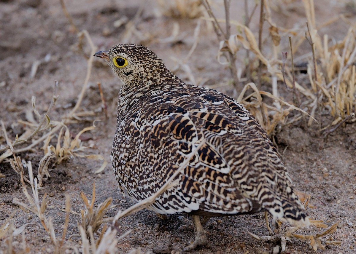 Ganga bibande - ML646280705