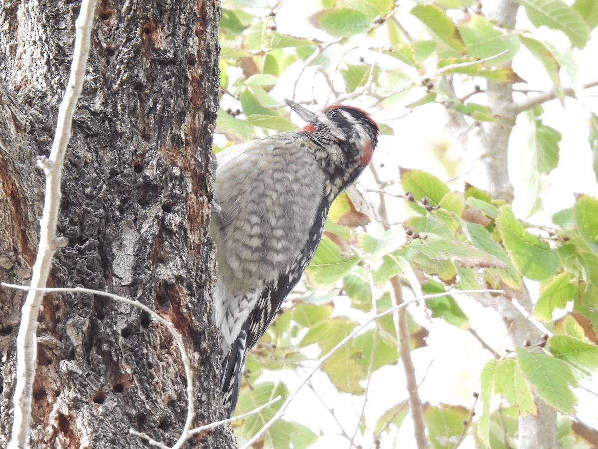 Pic à nuque rouge - ML646280706