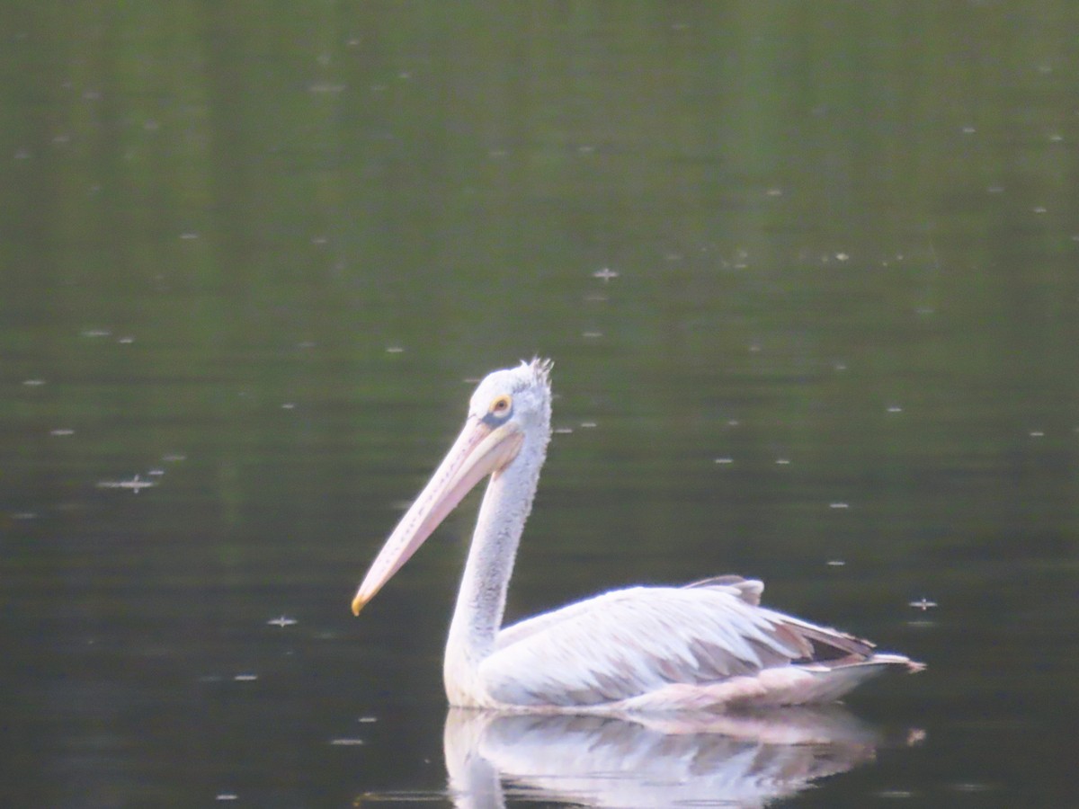 Pélican à bec tacheté - ML646280707