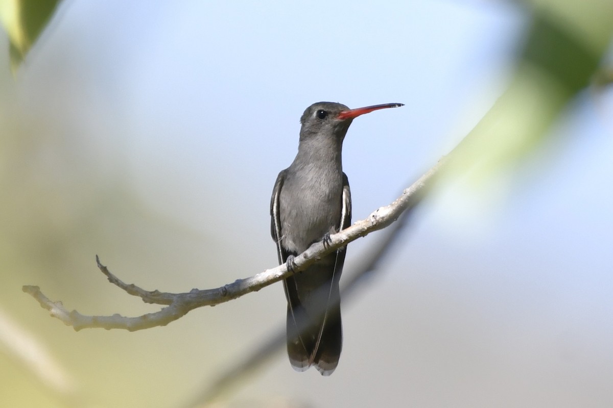 Colibri sombre - ML646280708