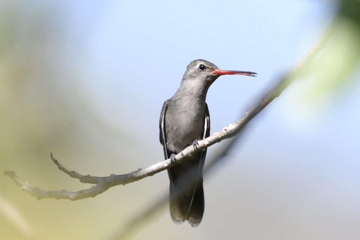 Colibri sombre - ML646280709