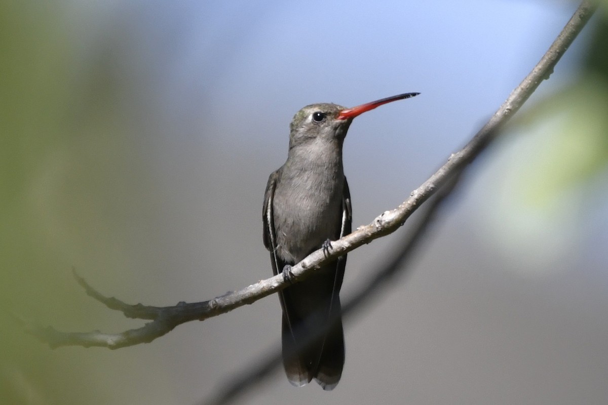 Colibri sombre - ML646280710